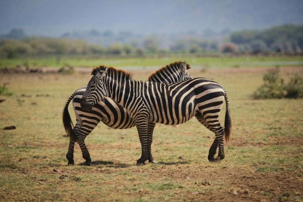 Rejser til Arusha - Rejser til Tanzania med C&C Travel