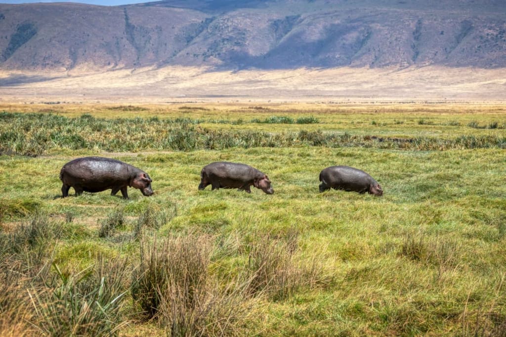 Rejser til Ngorongoro-krateret - Rejser til Tanzania med C&C Travel