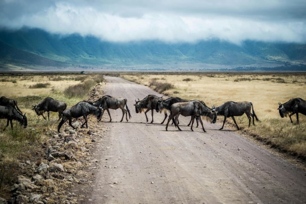 Rejser til Ngorongoro-krateret - Rejser til Tanzania med C&C Travel