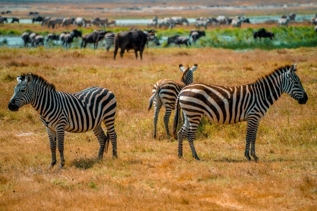Rejser til Ngorongoro-krateret - Rejser til Tanzania med C&C Travel