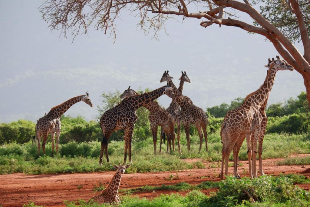 Rejser til Ngorongoro-krateret - Rejser til Tanzania med C&C Travel