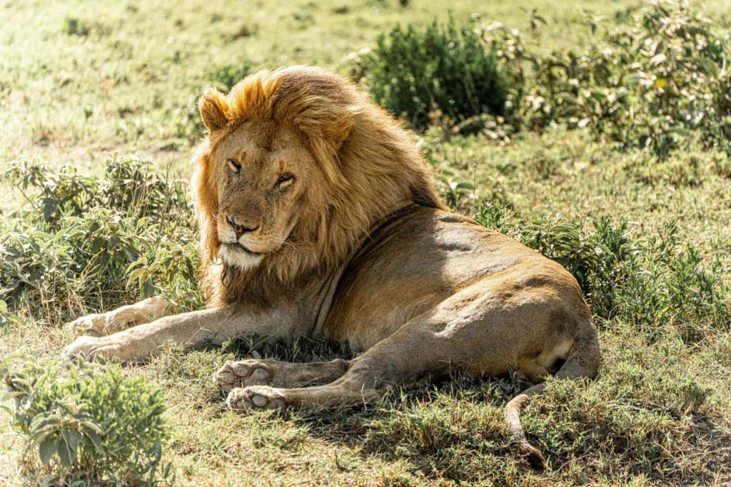 Rejser til Arusha - Rejser til Tanzania med C&C Travel