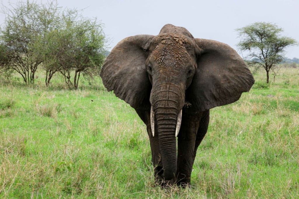 Rejser til Arusha - Rejser til Tanzania med C&C Travel