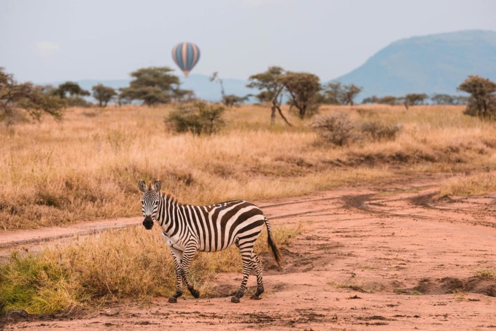 Rejser til Arusha - Rejser til Tanzania med C&C Travel