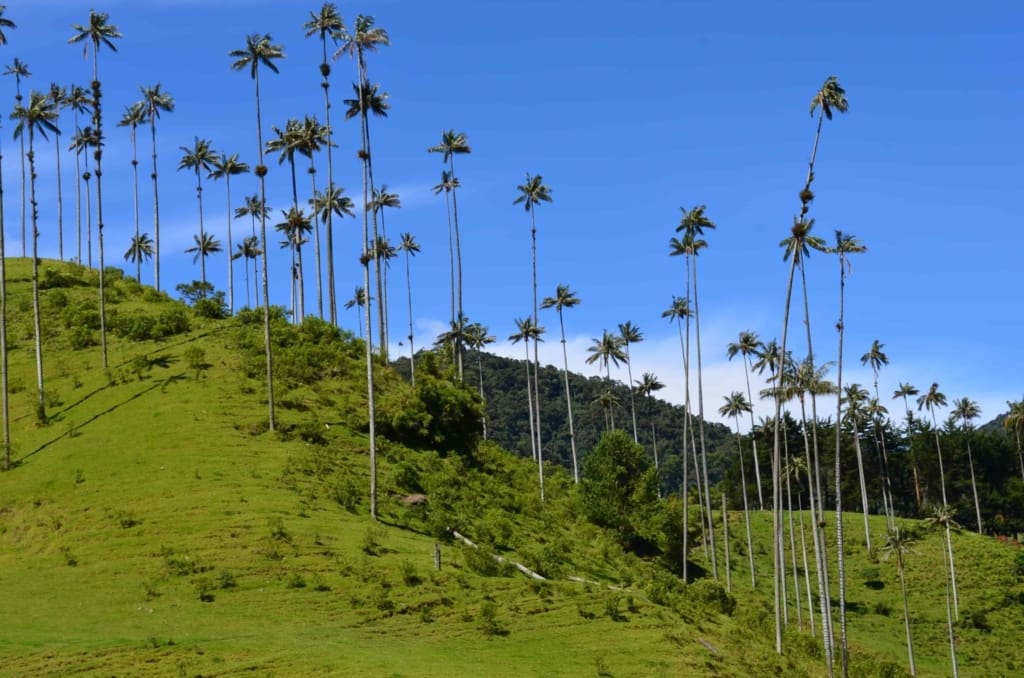 Rejser til Colombia - Rejser til Salento - Dagstur til Cocora Valley og Salento