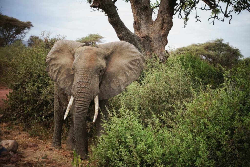 Rejser til Lake Manyara National Park - Rejser til Tanzania med C&C Travel