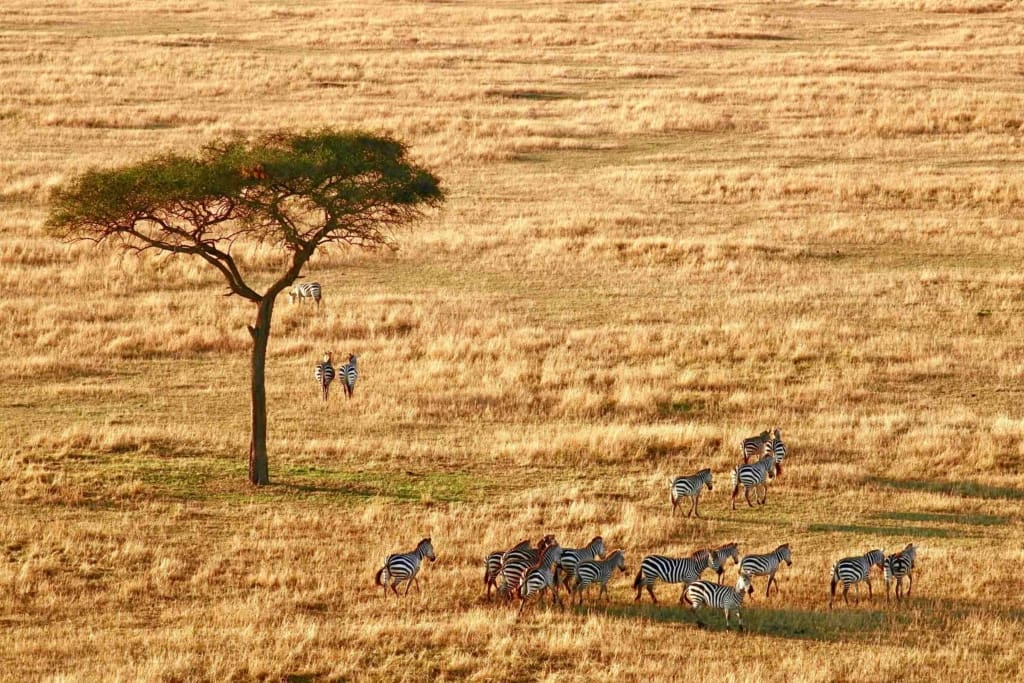 Rejser til Arusha - Rejser til Tanzania med C&C Travel