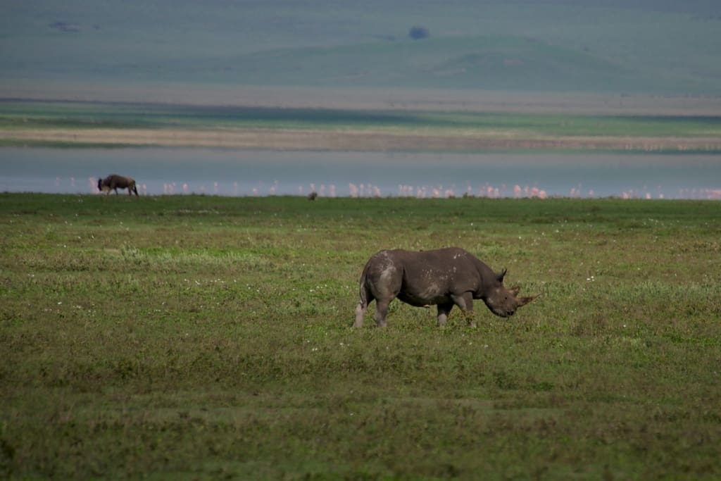 Rejser til Ngorongoro-krateret - Rejser til Tanzania med C&C Travel