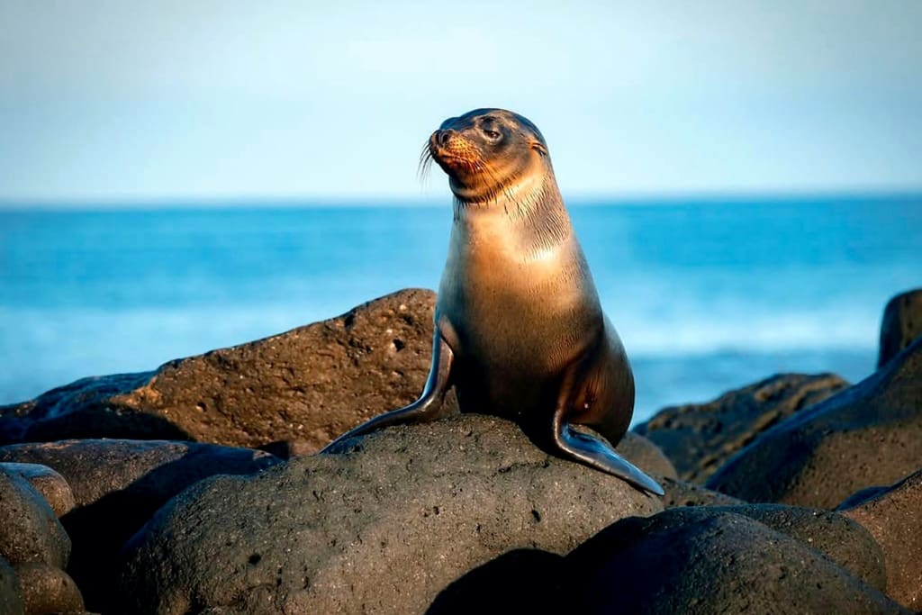 Dyreliv Rejser til Ecuador, Galapagos - La Casa de Marina - Puerto villamil