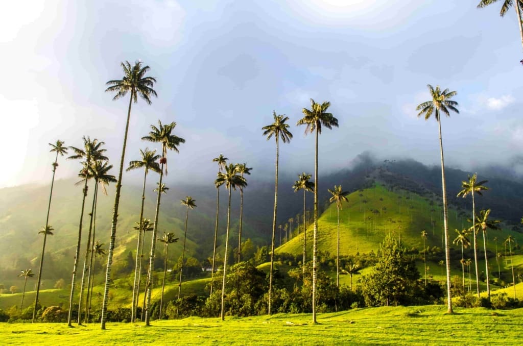 Rejser til Colombia - Rejser til Salento - Dagstur til Cocora Valley og Salento