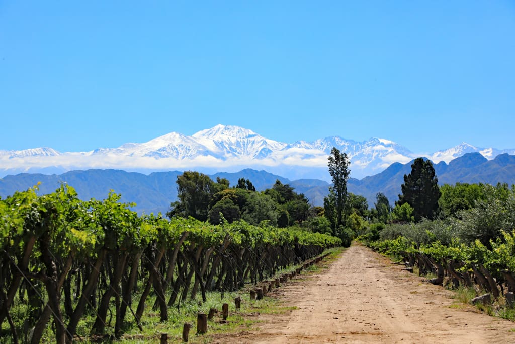 Rejser til Argentina - Vinmark i Mendoza