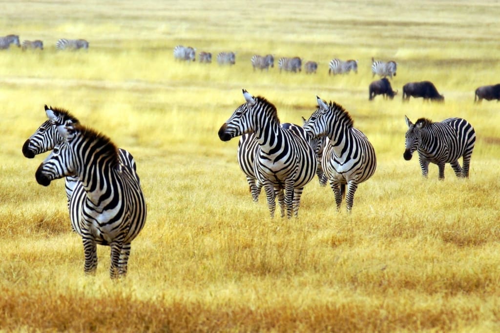 Rejser til Arusha - Rejser til Tanzania med C&C Travel