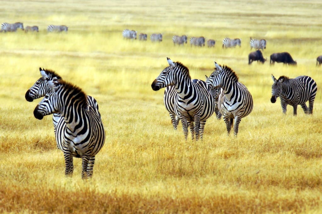 Rejser til Tanzania med C&C Travel