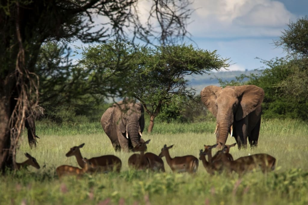 Rejser til Karatu - Rejser til Tanzania med C&C Travel