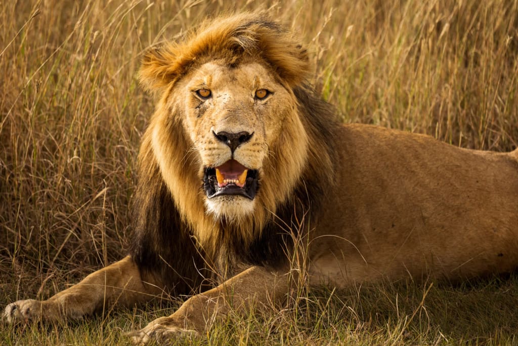 Rejser til Tanzania med C&C Travel
