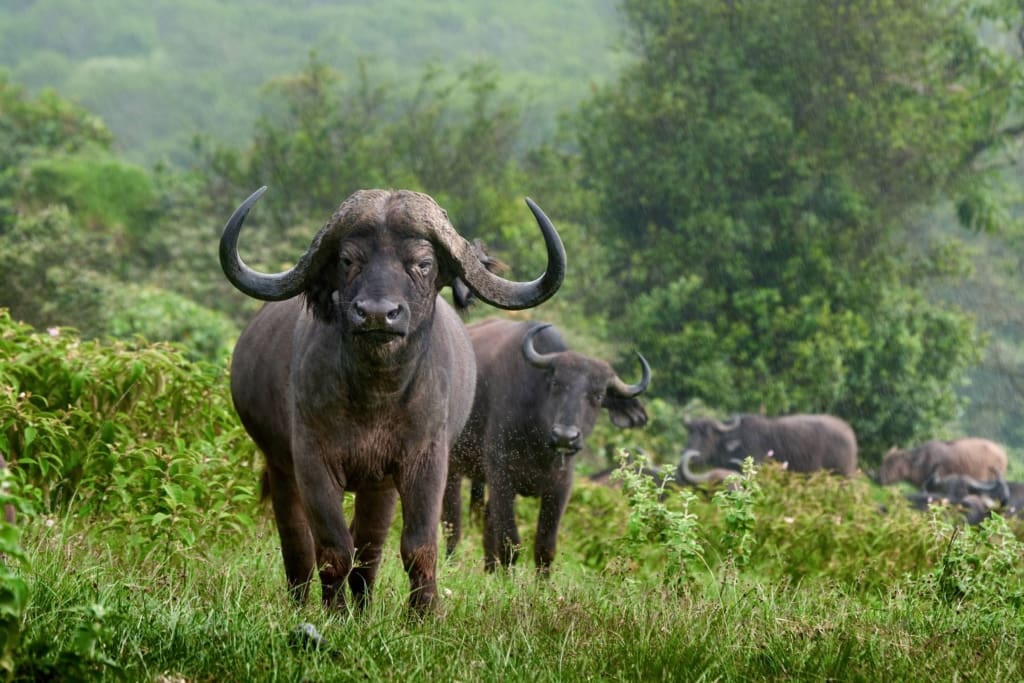Rejser til Arusha - Rejser til Tanzania med C&C Travel