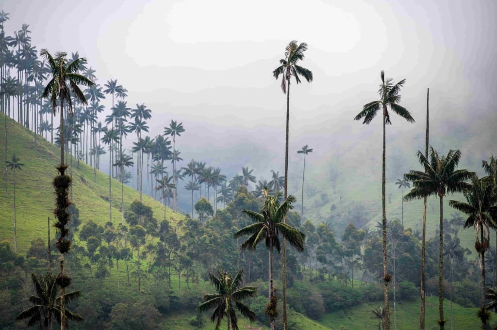 Rejser til Colombia - Rejser til Cocora Valleym (Salento)