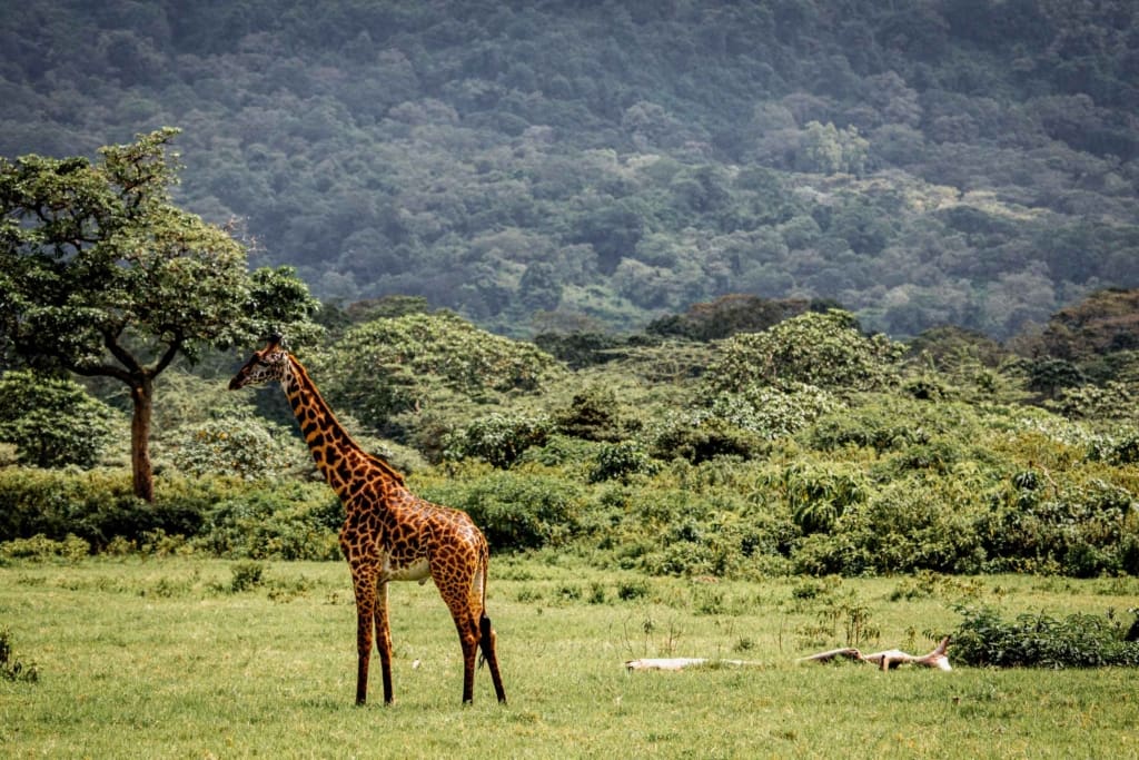 Rejser til Arusha - Rejser til Tanzania med C&C Travel