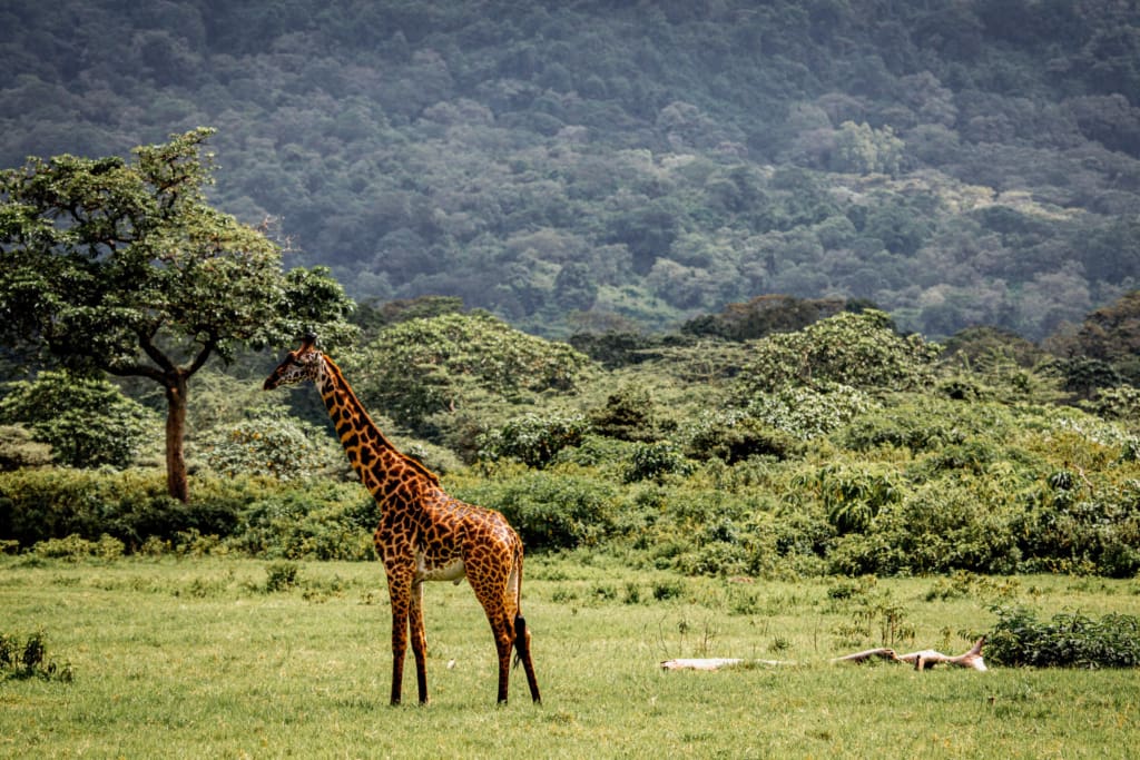 Rejser til Tanzania med C&C Travel