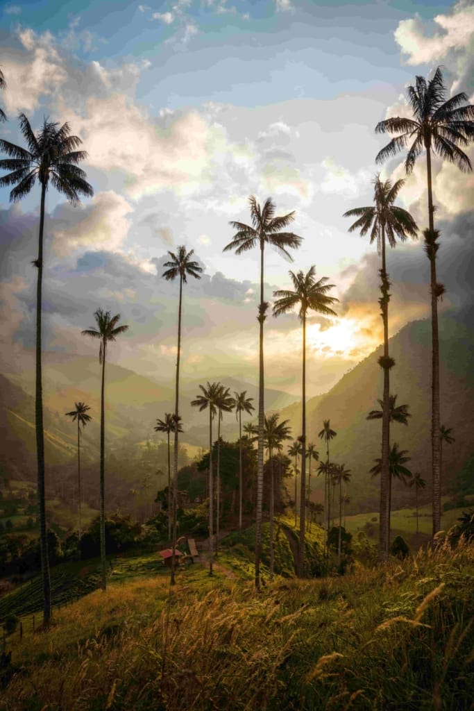 Rejser til Colombia - Rejser til Cocora Valleym (Salento)