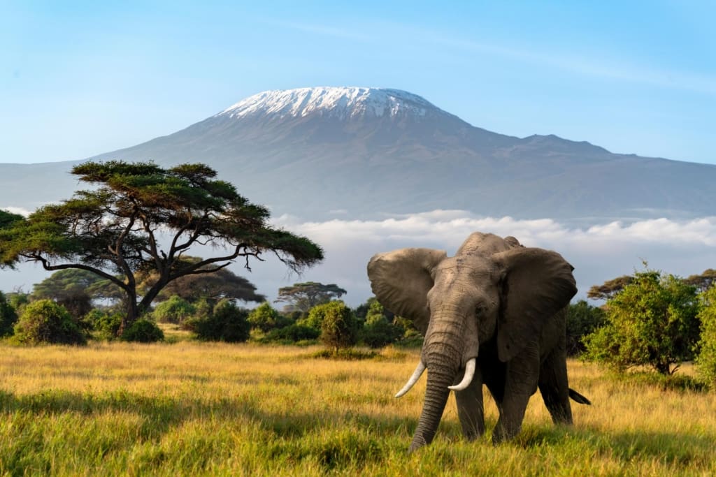Rejser til Kilimanjaro - Rejser til Afrika med C&C Travel