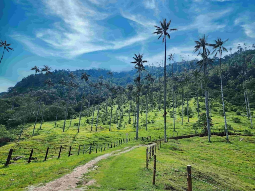 Rejser til Colombia - Rejser til Cocora Valleym (Salento)