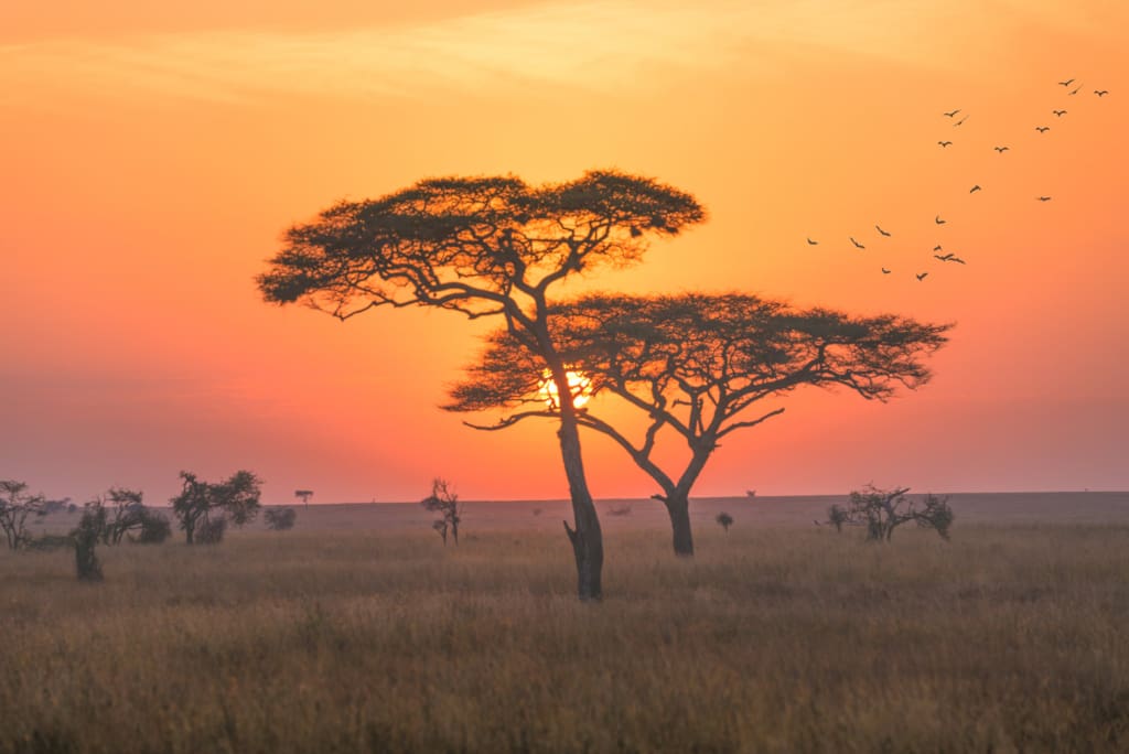 Rejser til Tanzania med C&C Travel