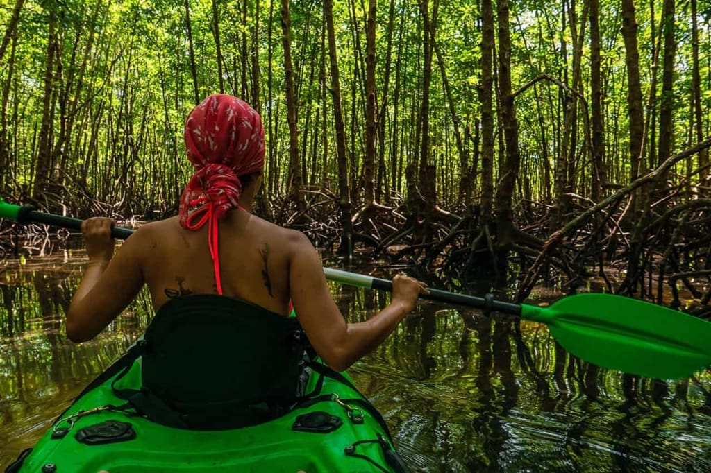 Rejser til Cambodia - Rejser til Koh Kong - Sejltur gennem mangroveskoven