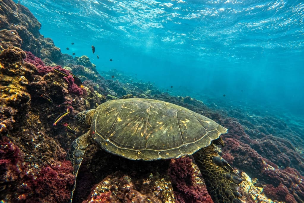 Snorkeltur Rejser til Ecuador, Galapagos - La Casa de Marina - Puerto villamil