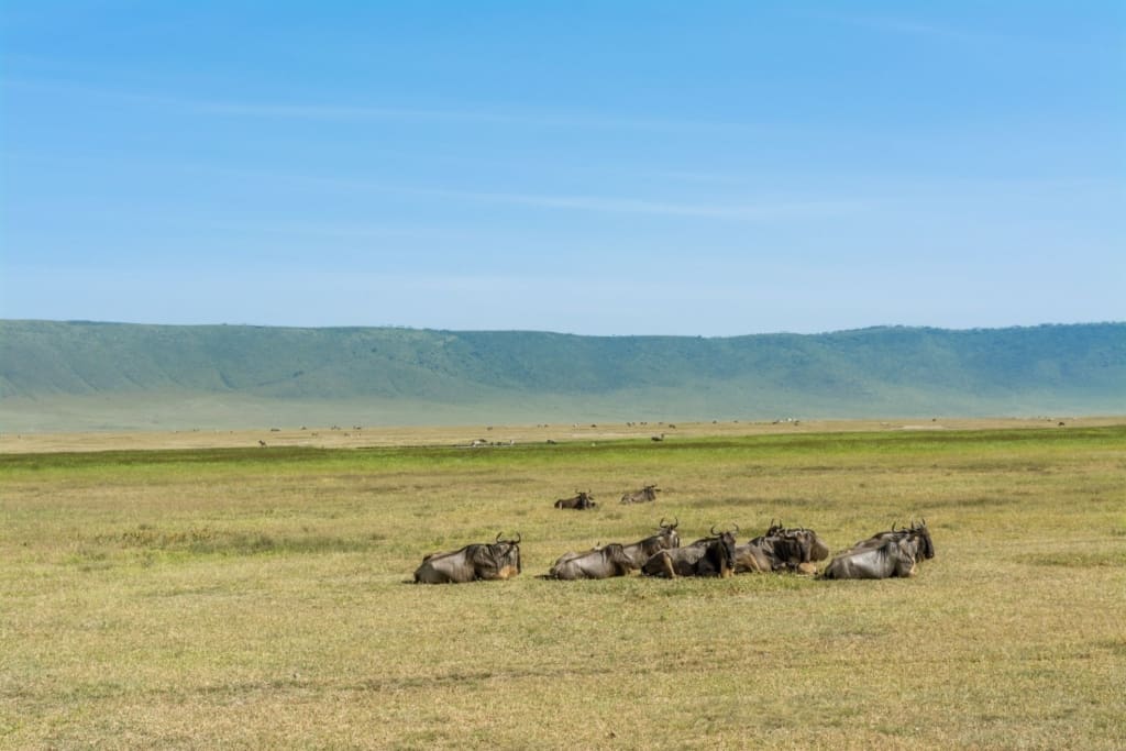 Rejser til Ngorongoro-krateret - Rejser til Tanzania med C&C Travel