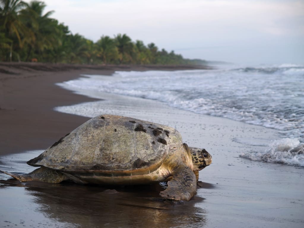 Tortuguero Rejser til Costa Rica, Rejser til Tortuguero