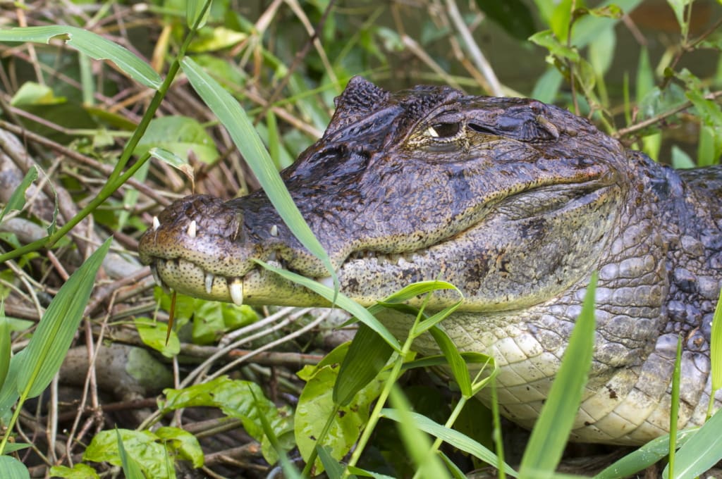 Tortuguero Rejser til Costa Rica, Rejser til Tortuguero