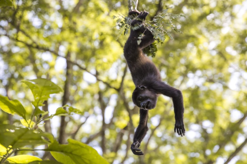 Nosara Rejser til Costa Rica, Rejser til Nosara