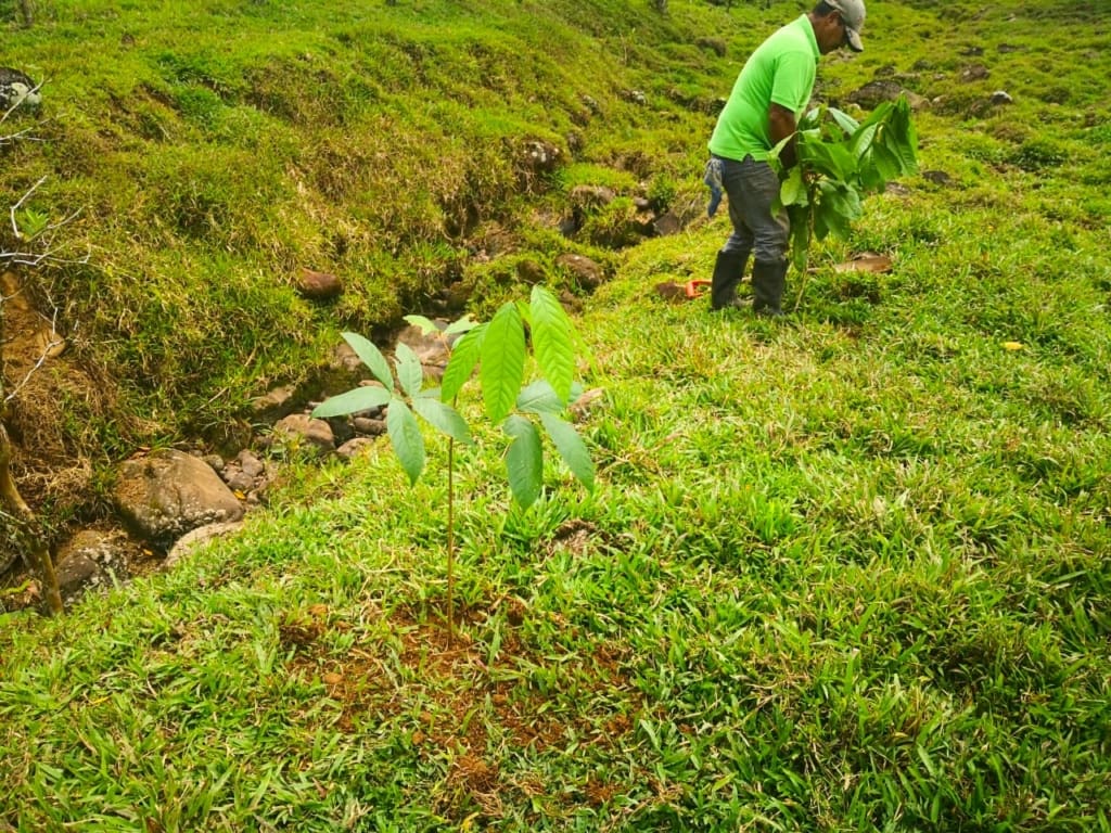 Oplevelser i Costa Rica - Oplevelser i Guapiles - Tur til træplantningsprojekt
