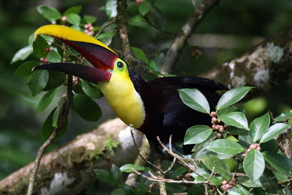 Oplevelser i Costa Rica - Oplevelser i Puerto Viejo de Talamanca - Vandretur i Gandoca Manzanillo Wildlife Refuge