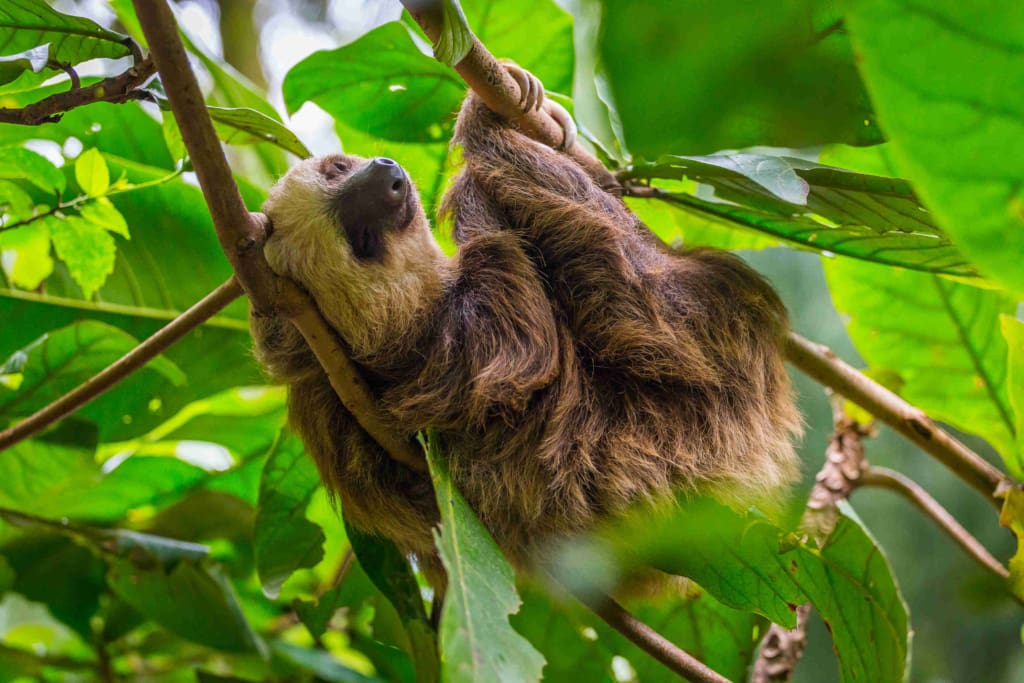 Rejser til Costa Rica - Puerto Viejo - Snorkling og vandretur i Cahuita nationalpark
