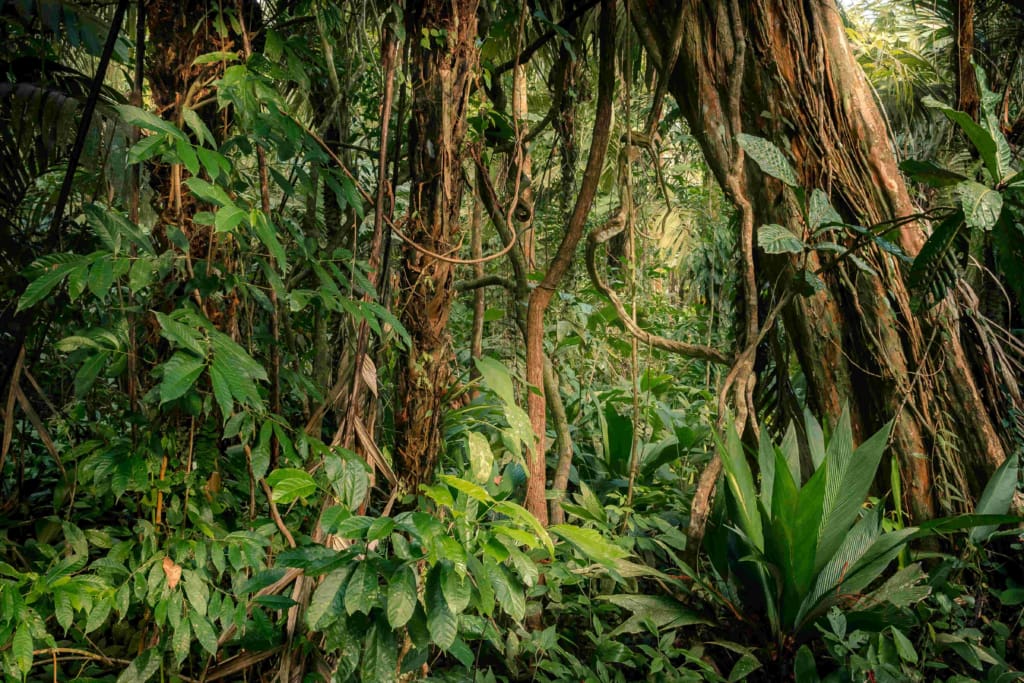 Rejser til Costa Rica - Puerto Viejo - Snorkling og vandretur i Cahuita nationalpark