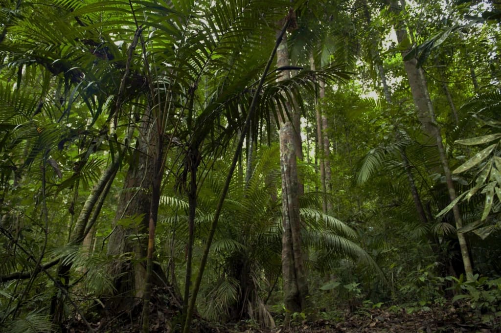 Rejser til Malaysia - Rejser til Taman Negara