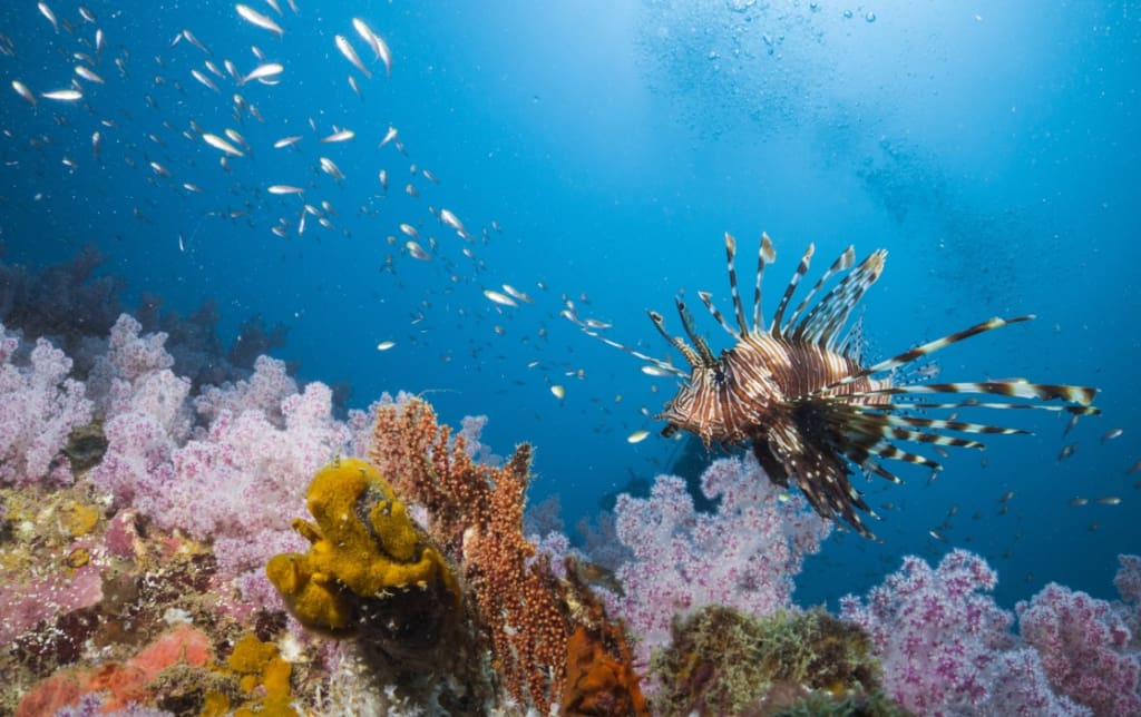 Rejser til Thailand - Discover Scuba Diving
