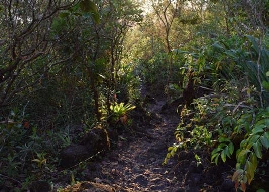 Oplevelser i Costa Rica - Oplevelser i Arenal - Fantastisk vandretur på 1968 ruten lige ved Arenal Vulkanen