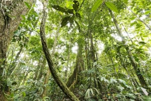Rejser til Amazonas - Ecuador - Tena