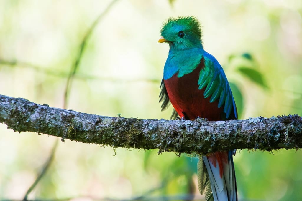 Rejser til Costa Rica - Rejser til San Gerardo - Costa Rica for fugleentusiaster