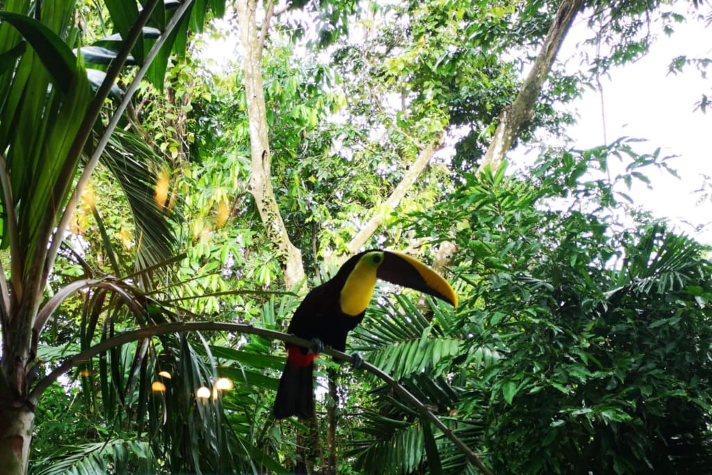 Oplevelser i Costa Rica - Oplevelser i Manuel Antonio - Tur til Manuel Antonio Nationalpark