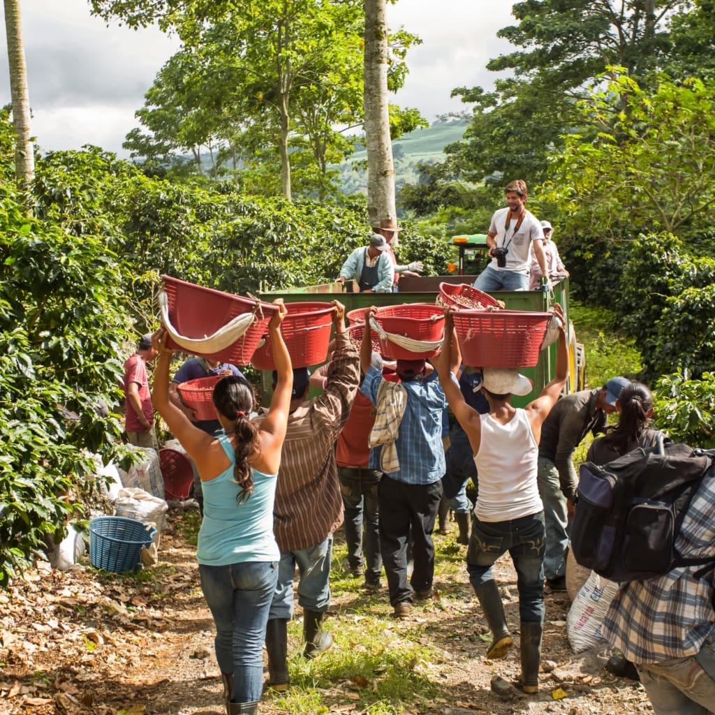 Rejser til Costa Rica - Turrialba - Aquiares Coffee & Community Casa Hacienda Esperanza