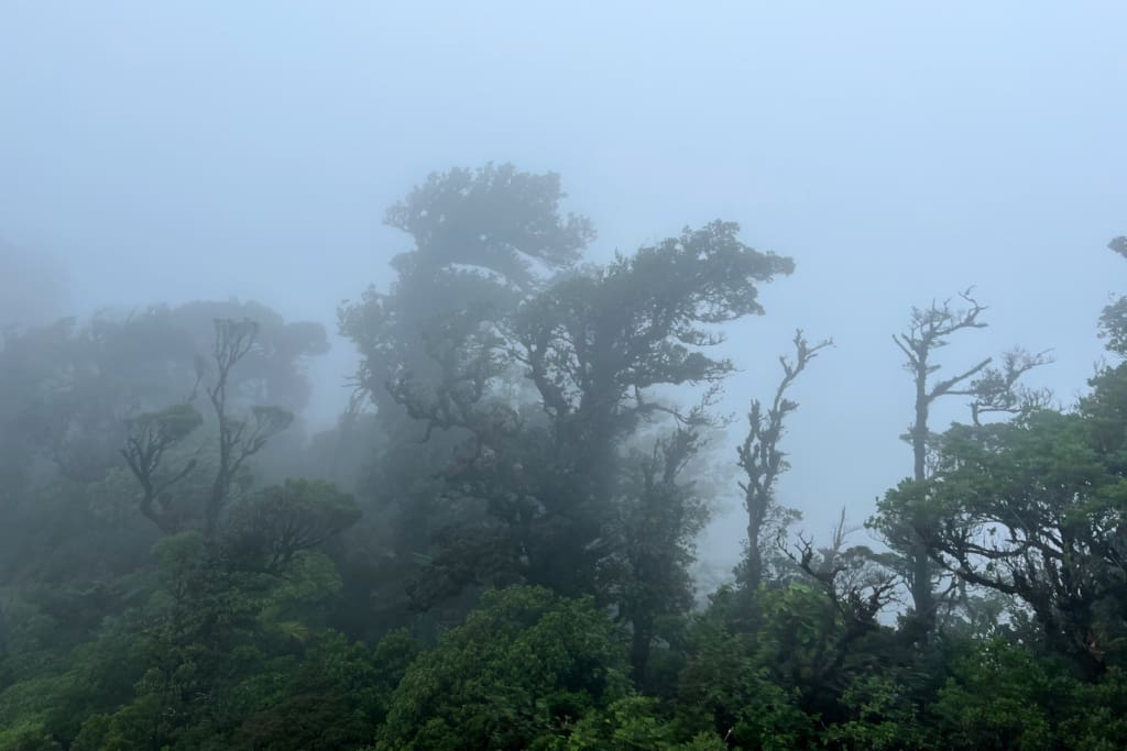 Rejser til Costa Rica - Rejser til Monteverde - Vandretur i tågeskoven over hængebroer