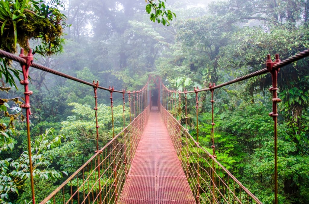 Rejser til Costa Rica - Rejser til Monteverde - Vandretur i tågeskoven over hængebroer