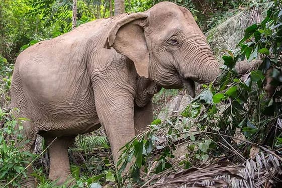 Rejser til Thailand - Elefanter - Koh Samui - Bophut