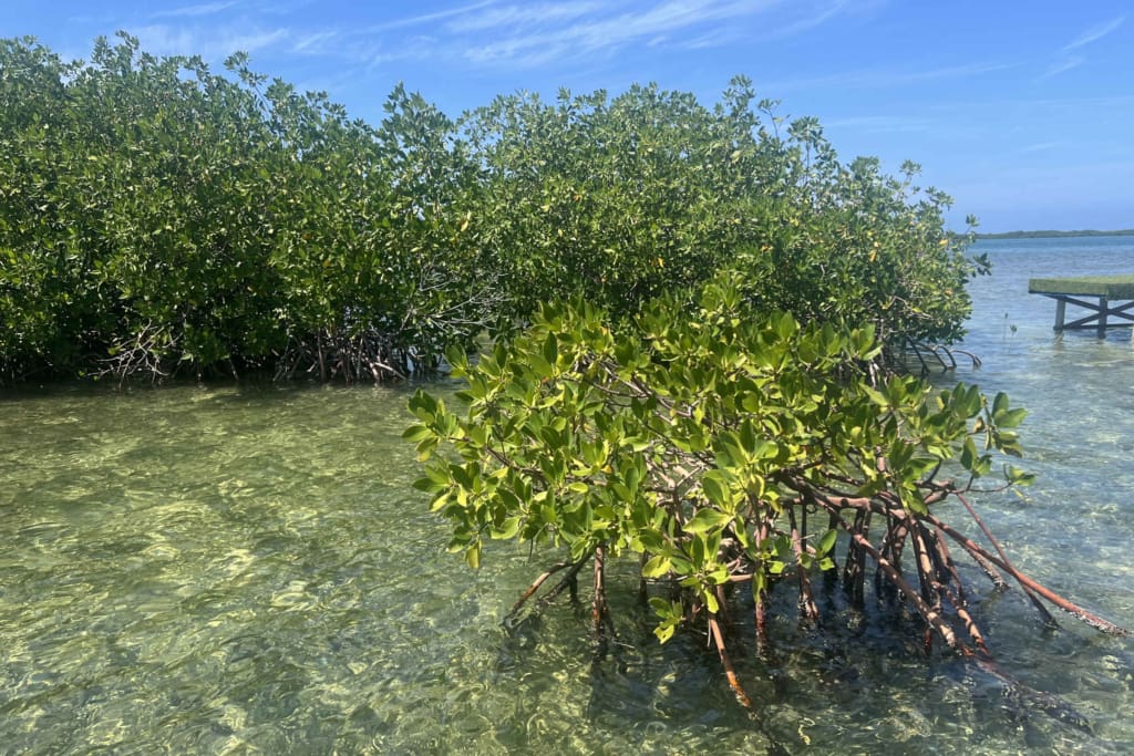 Rejser til Cuba - Ture i Cayo Santa Maria