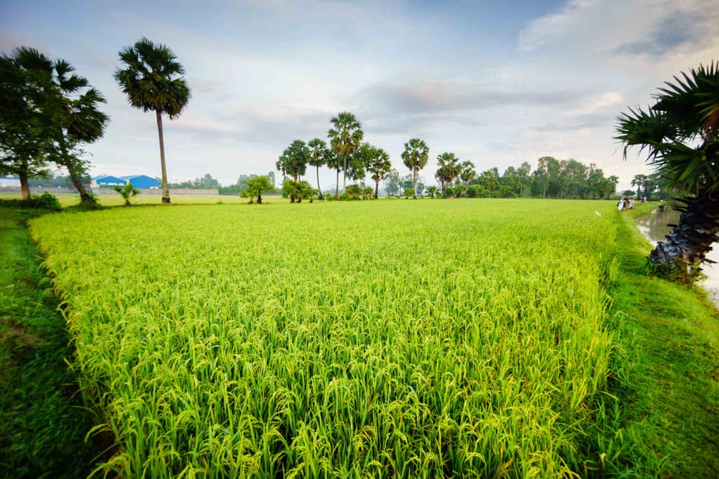 Rejser til Cambodia - oplevelser i Siem Reap