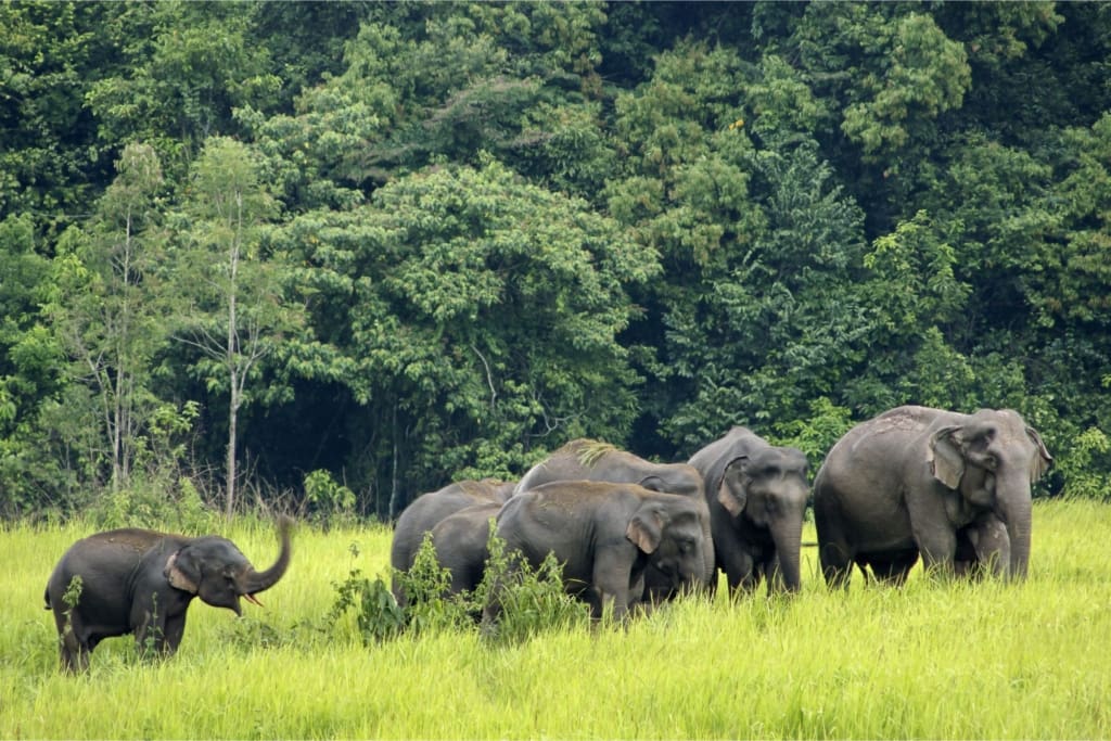 Oplevelser i Thailand – Khao Yai – en sød elefant flok der går sammen